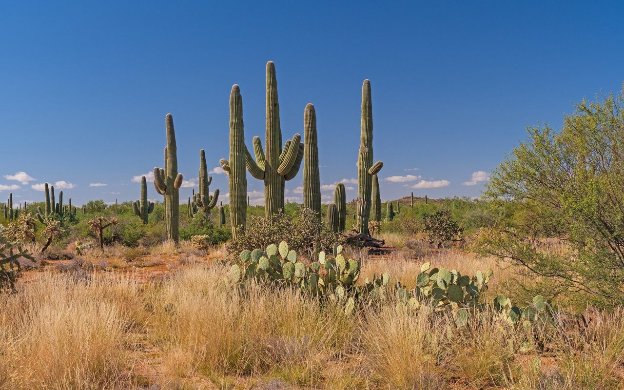 Saguaro-Kakteen (Carnegiea gigantea)