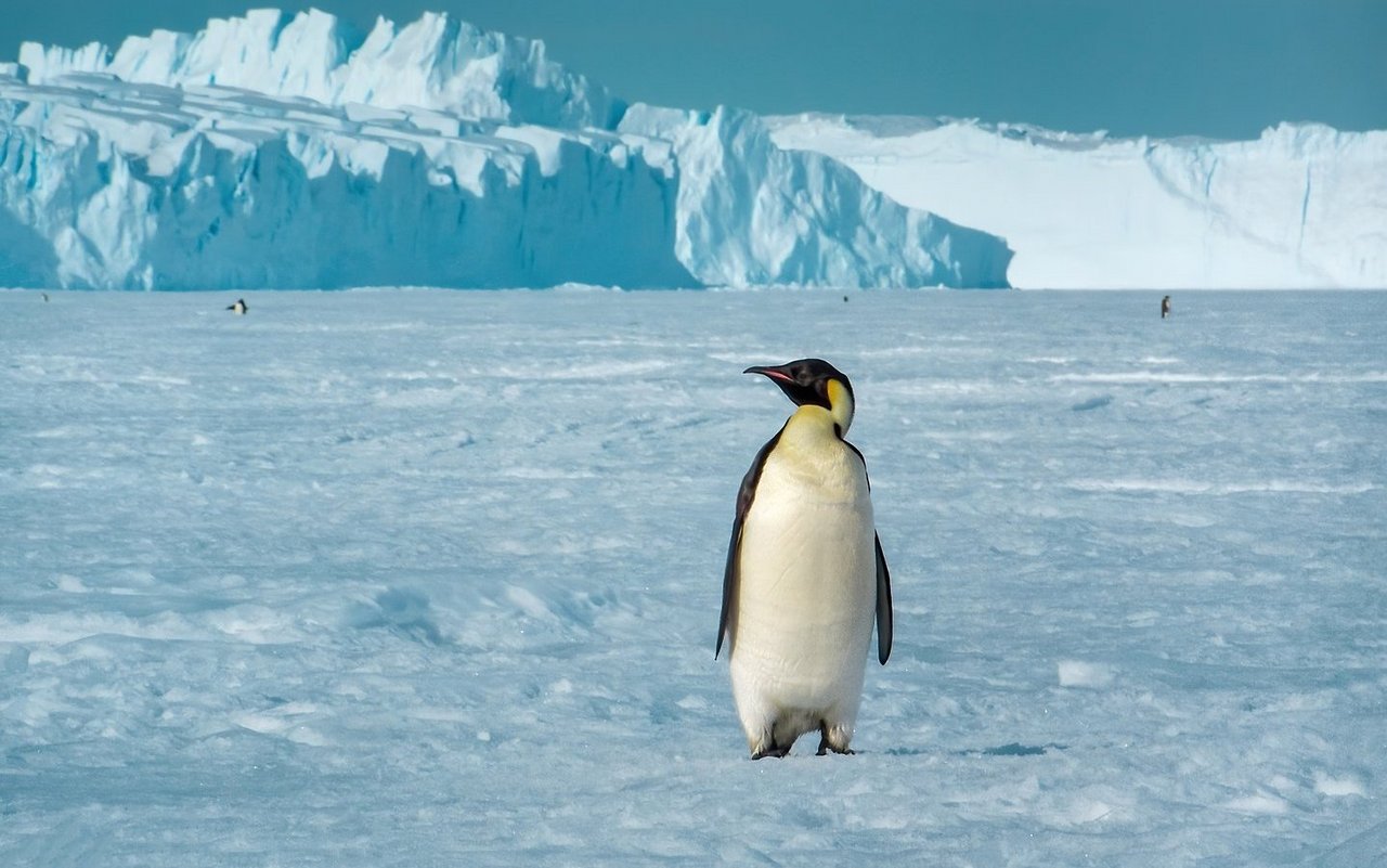 Kaiserpinguine leiden unter dem schwindenden Meereis.