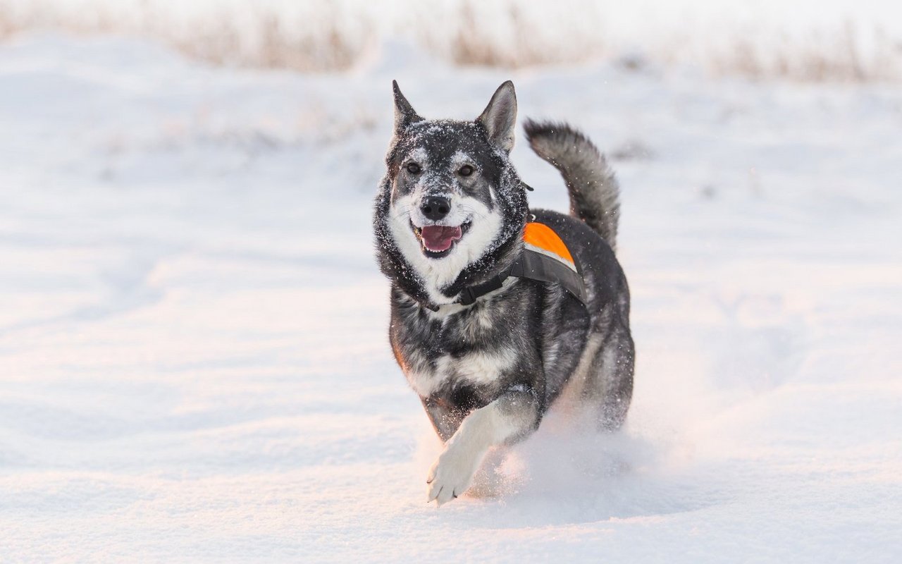 Der Jämthund ist ein eigenständiger, ausdauernder Jagdhund aus Skandinavien, der für die Elchjagd gezüchtet wurde und viel Bewegung, Beschäftigung sowie eine konsequente Führung benötigt.