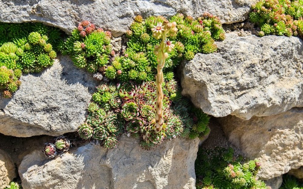 Zwischen den Steinen von Trockenmauern findet die Hauswurz ideale Wachstumsbedingungen.