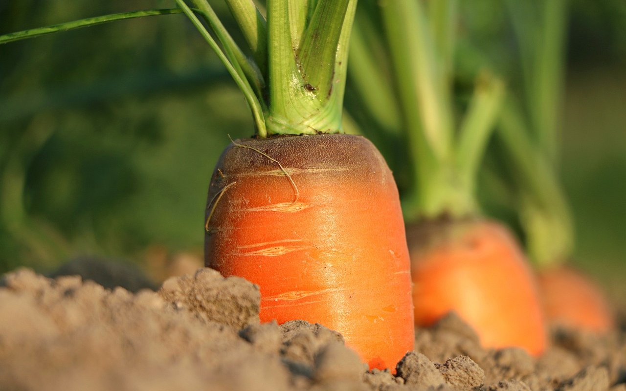 Rüebli können von April bis September ausgesät werden, bevorzugen lockere Erde an einem sonnigen oder halbschattigen Standort und können bereits nach sieben Wochen geerntet werden.