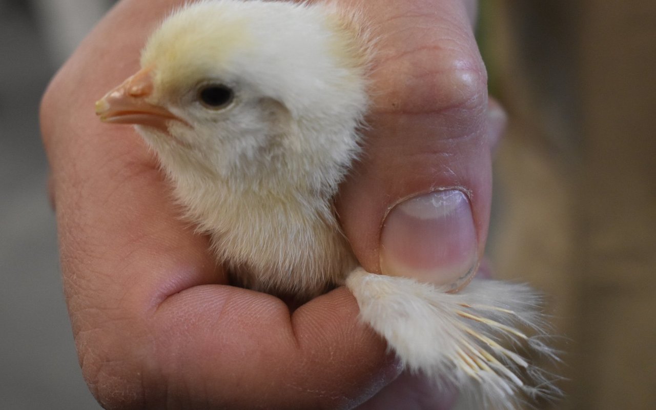 Nach dem Schlupf werden alle Küken nochmals von Hand kontrolliert. Der Unterschied zwischen den Geschlechtern lässt sich auch an der Federlänge bei den Flügeln erkennen.