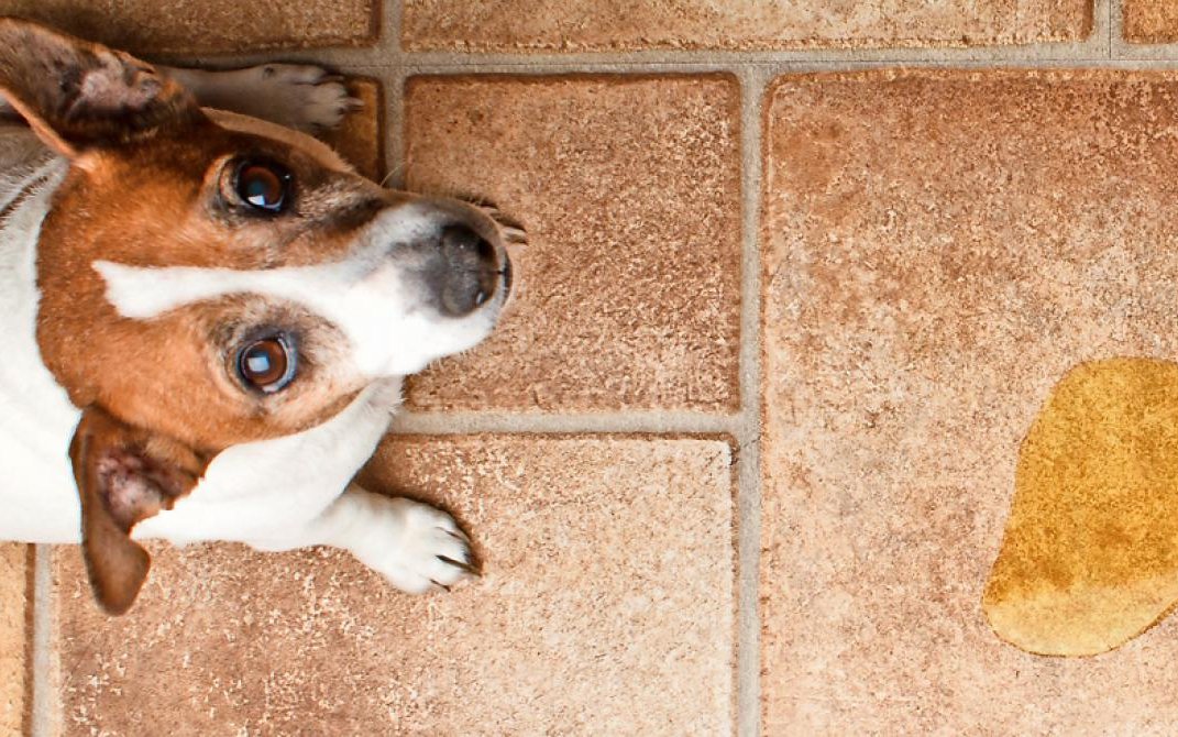 Das ging daneben: Wenn der Hund unsauber wird, sollte der Halter nicht zu Strafmassnahmen greifen.