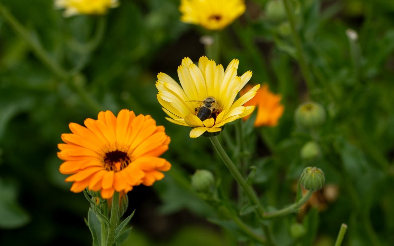 Die Ringelblume kommt ebenfalls in die Stiefmütterchensalbe rein.