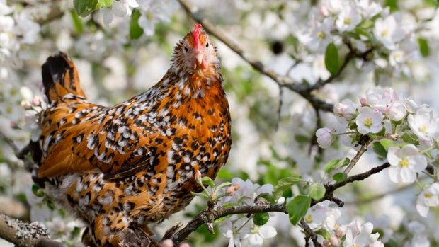 Federfüssiges Zwerghuhn Mille Fleur