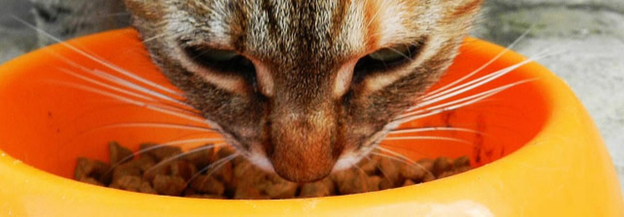 Katzen merken gar nicht, ob etwas «süss» schmeckt.