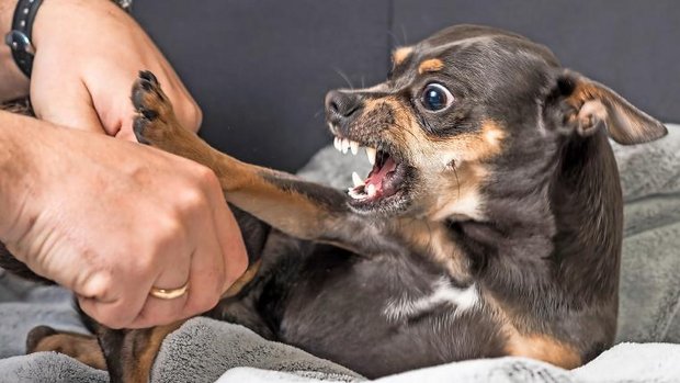 Aggressiver Hund beisst Besitzerin
