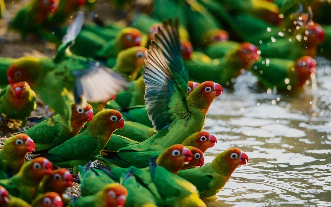 Eine Gruppe Erdbeerköpfchen planscht im South Luangwa Nationalpark in Sambia an einer Wasserstelle. 