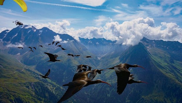 Die menschengeführte Migration der Waldrappe ist erfolgreich.