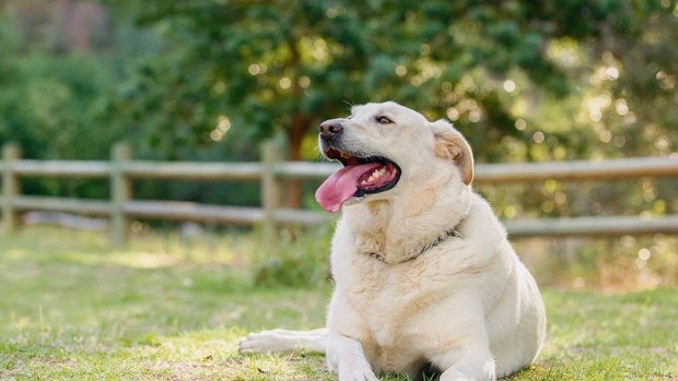 Labradore sind besonders häufig von Übergewicht betroffen, da bei ihnen ein Sättigungsgefühl scheinbar nicht vorhanden ist.