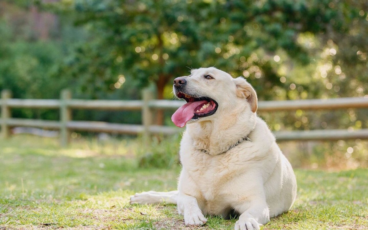 Labradore sind besonders häufig von Übergewicht betroffen, da bei ihnen ein Sättigungsgefühl scheinbar nicht vorhanden ist.