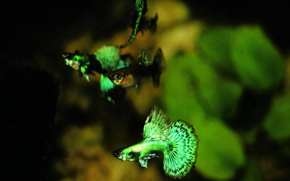 Guppys der Zuchtform Dumbo Green mit verlängerten Flossen von Monika Thommen. 