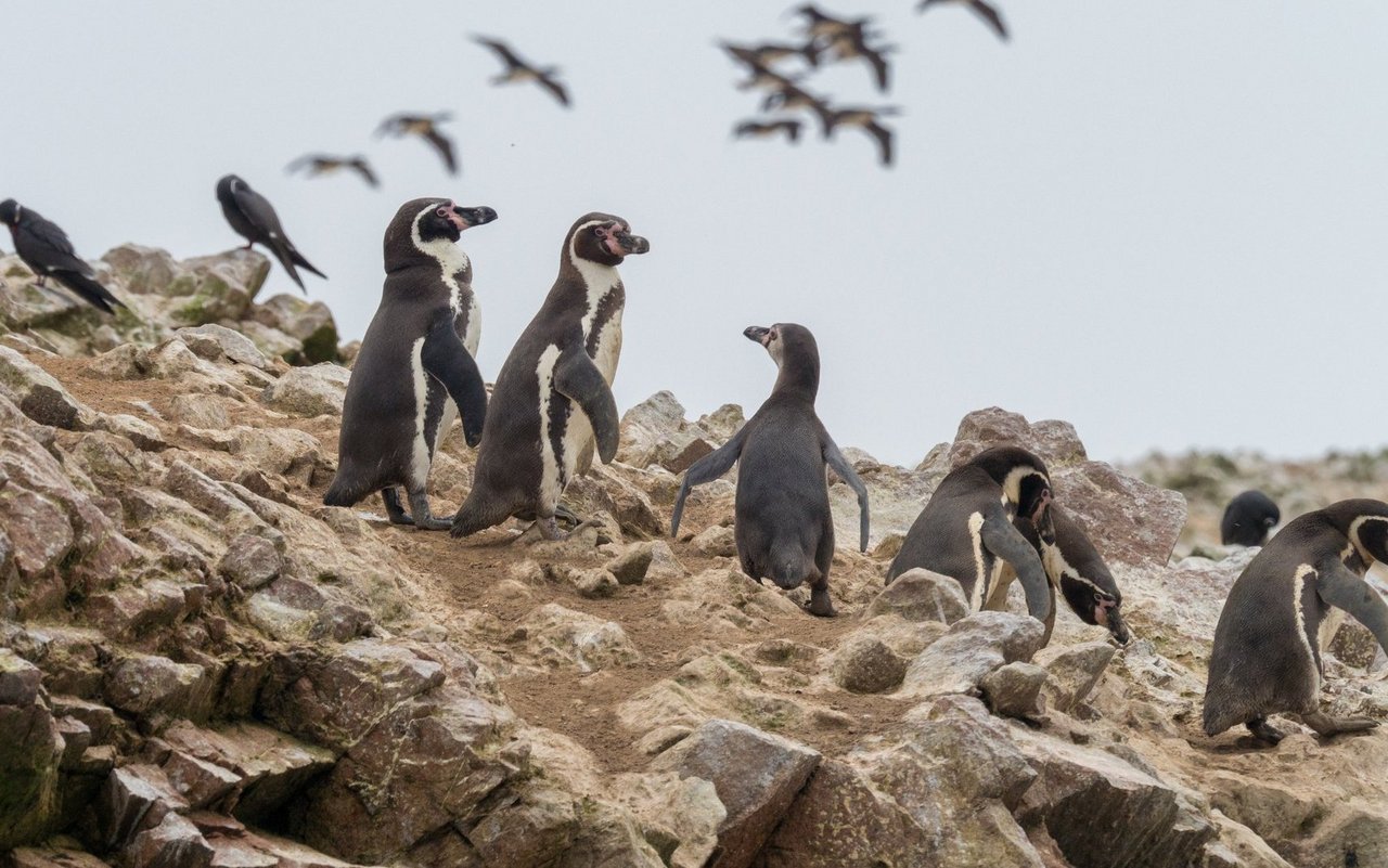 Über Stock und Stein anstatt auf Eis: Humboldt-Pinguine in Südamerika. 