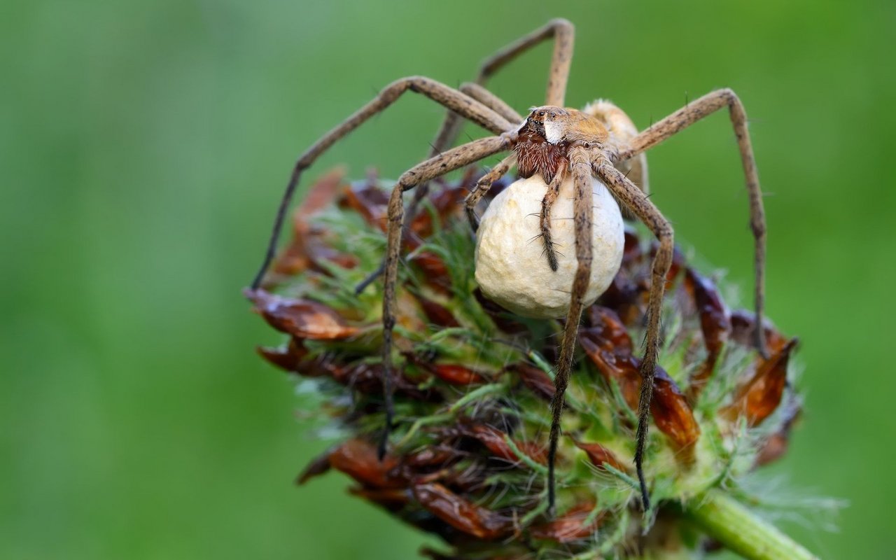 Die Listspinne betreibt, wie einige andere Spinnenarten auch, eine Brutpflege: Den Kokon, gefüllt mit den Eiern, trägt das Weibchen bis zum Schlupf mit sich herum.