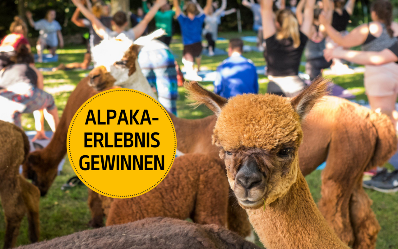 Alpaka Yoga ist der neuste Trend für Entspannungssuchende Alpakafreunde.