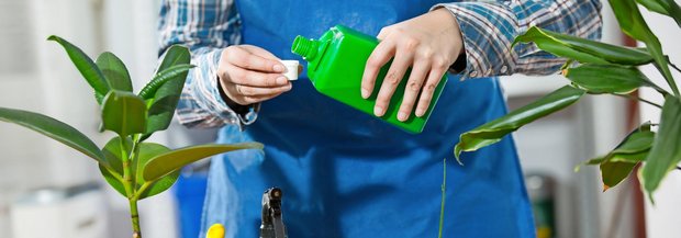 Zimmerpflanze wird gedüngt