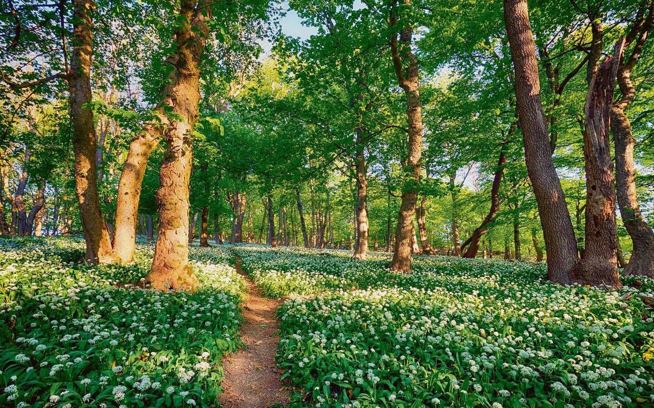 Viel Bärlauch ist in diesem Wald zu finden.