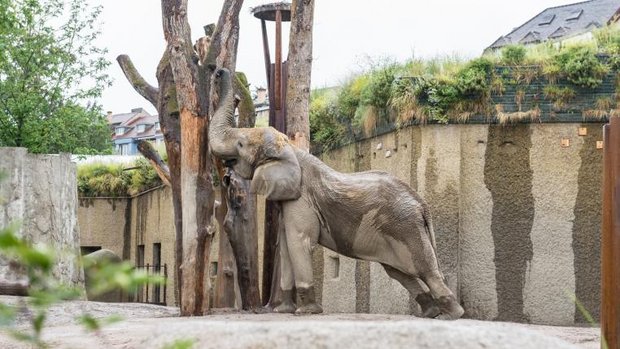 Elefant Jack Zoo Basel