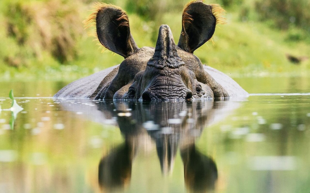 Das Bad schützt das Indische Panzernashorn vor Überhitzung.