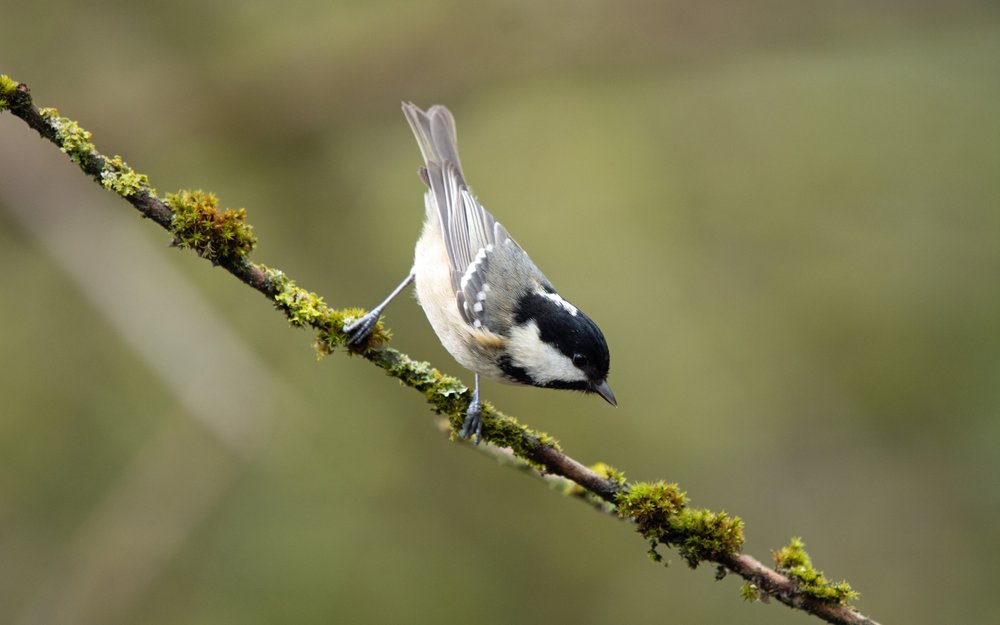 Tannenmeisen hüpfen oft im Verbund mit anderen Meisenarten in Tannen herum, immer auf der Suche nach Samen und Insekten. 