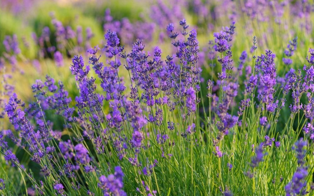 Der Echte Lavendel (Lavandula angustifolia) gedeiht am besten an vollsonnigen Standorten.