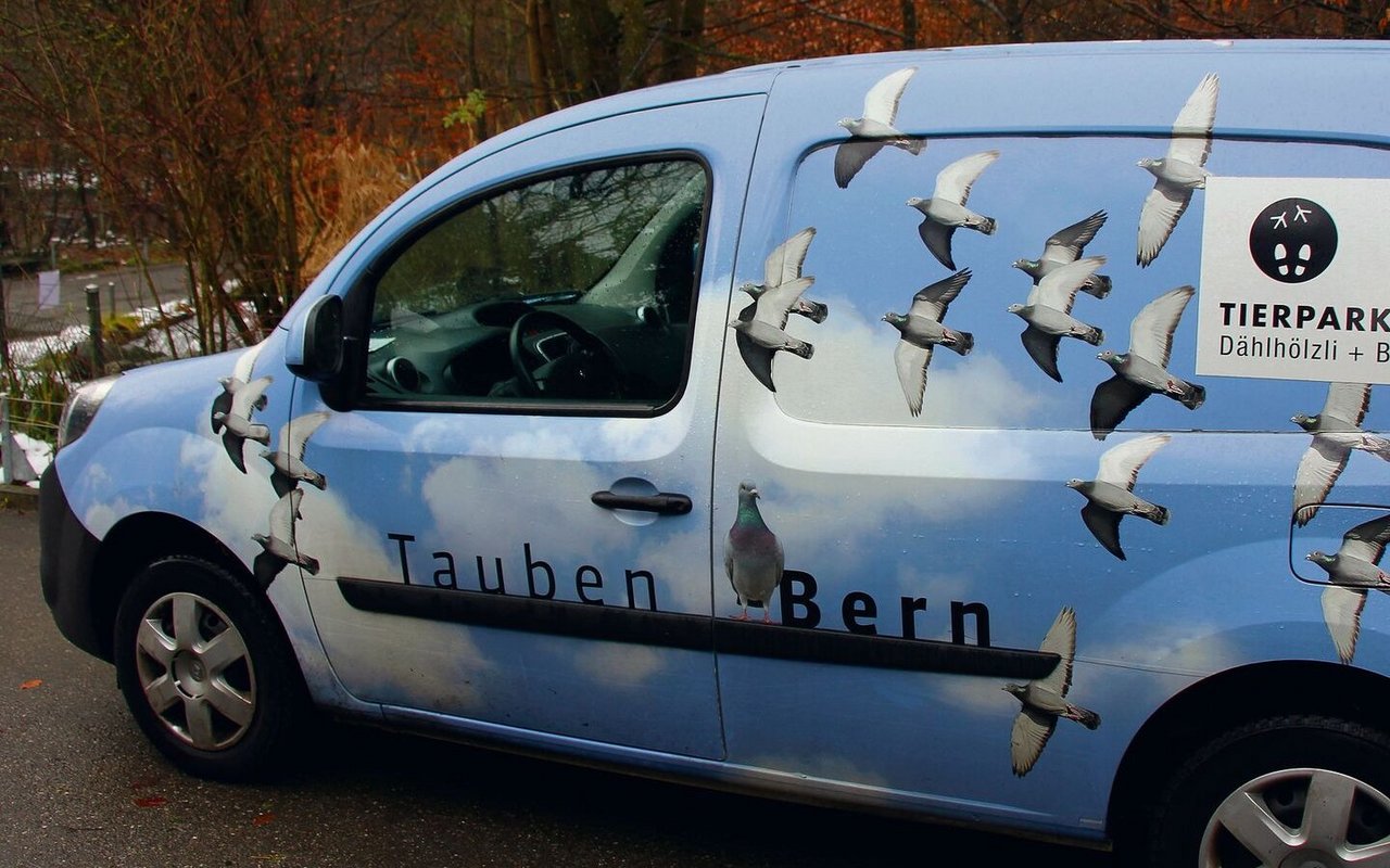 Die Stadttauben in Bern bilden ein eigenes Revier. Eine Tierpflegerin ist extra für sie angestellt und hat ein Auto zur Verfügung. 