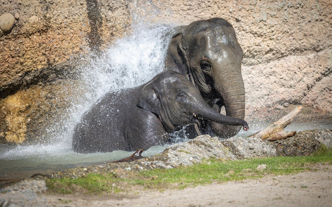 Vor ihrer tödlichen Erkrankung. Asiatische Elefanten Umesh (l.) und Omysha im Kaeng Krachan Elefantenpark des Zoo Zürich.