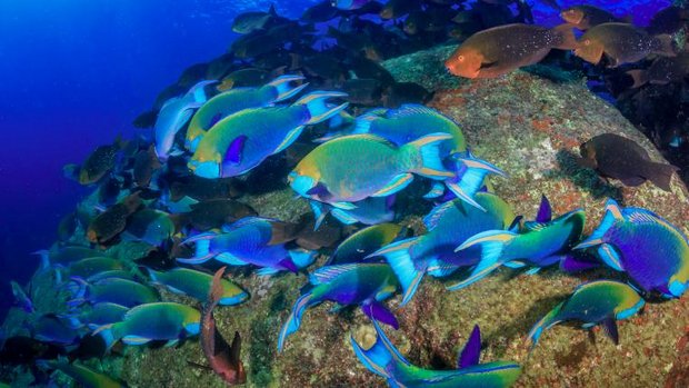 Papageienfische im Korallenriff