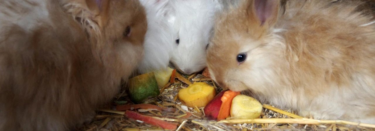 Auch im Winter mögen Kaninchen Frischfutter.