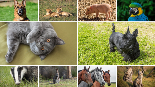 Die exotischen Tiere im Weissen Haus