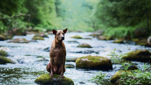 Schwimmen gehen muss der Hund nicht. Dennoch ist es sinnvoll, ihn an das kühle Nass zu gewöhnen.