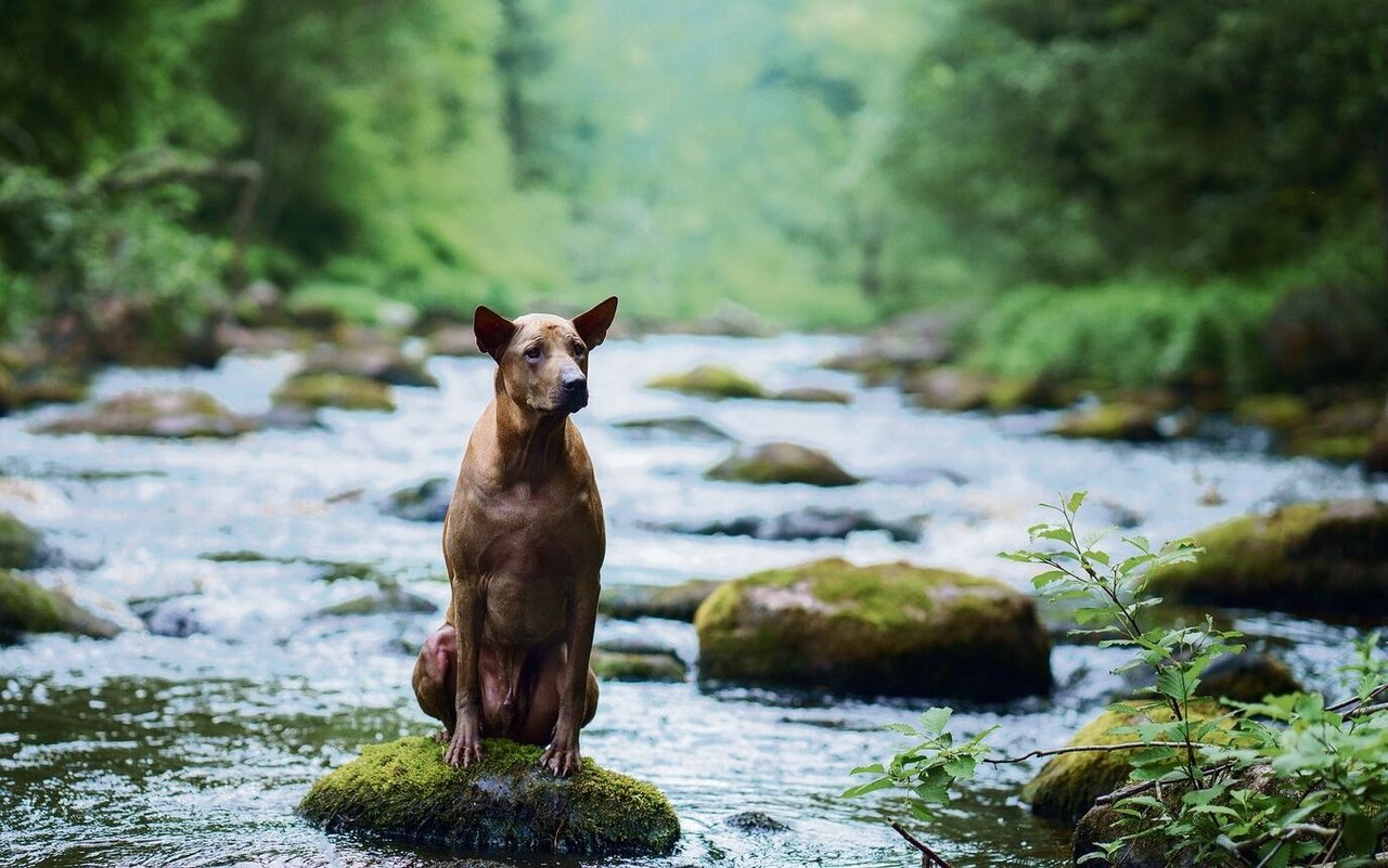 Schwimmen gehen muss der Hund nicht. Dennoch ist es sinnvoll, ihn an das kühle Nass zu gewöhnen.