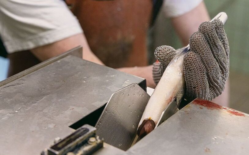 Die Verarbeitung der Fische geschieht teils von Hand, teils maschinell.