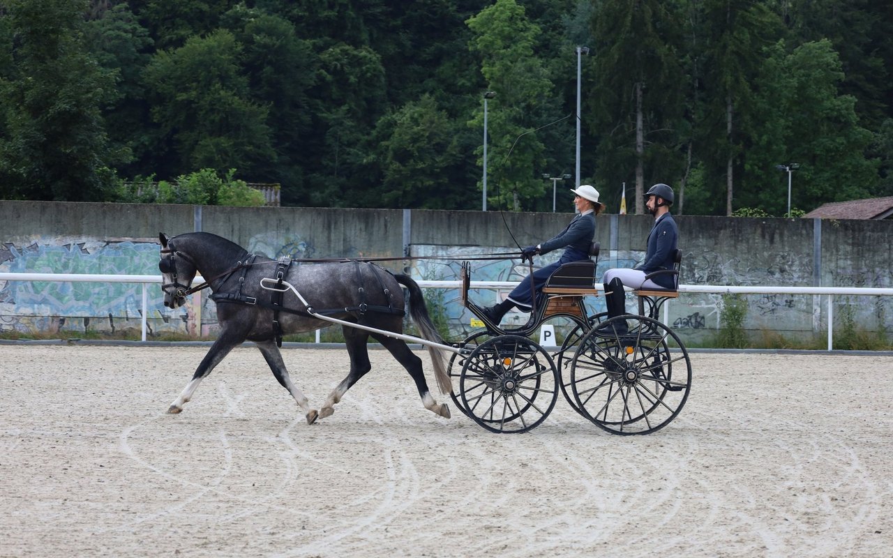 Freiberger gibt es auch mit heller Fellfarbe wie Hengst Hannael.