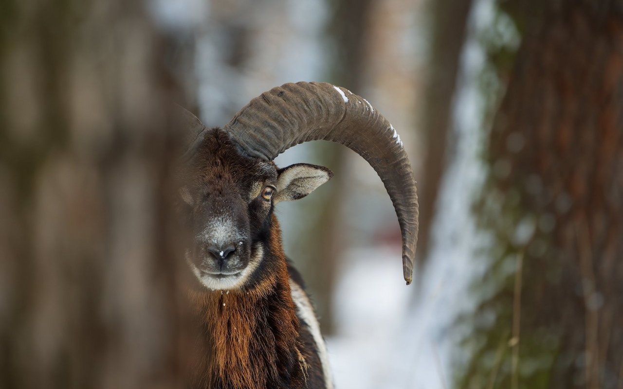 Heimlich leben neben Rothirsch, Steinbock und Co. auch gebietsfremde Huftierarten in den Schweizer Wäldern - so auch das Mufflon.