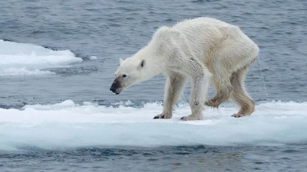 Abgemagerter Eisbär auf Spitzbergen