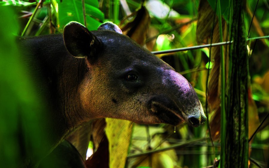 Das Tapir ist vor allem nachts unterwegs und spielt als Samenverbreiter eine wichtige Rolle für den Walde.