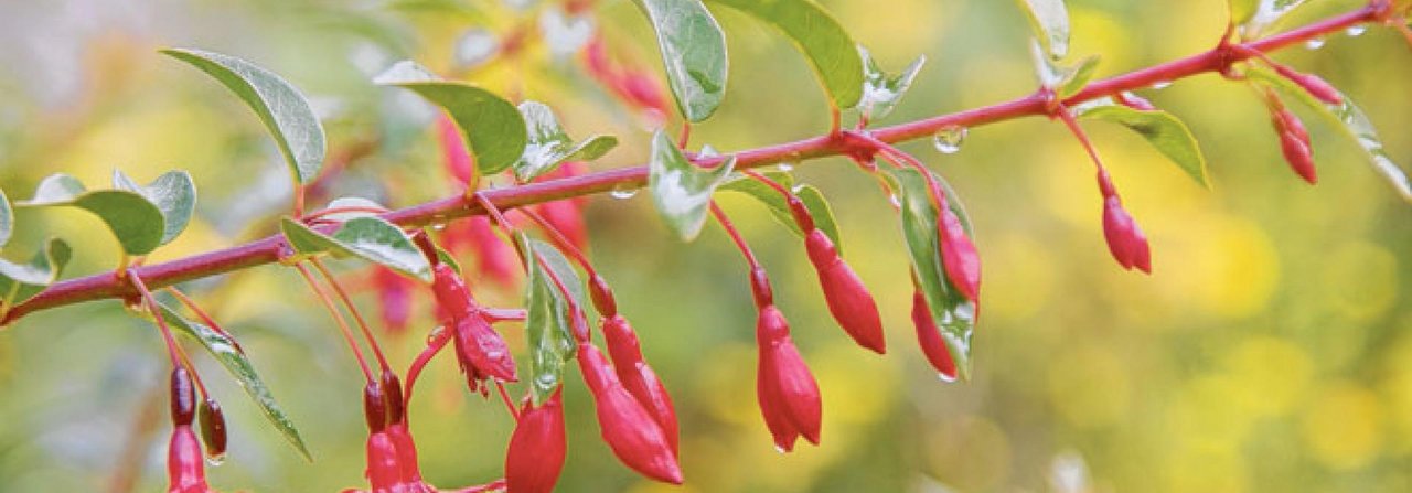 Die grazilen Fuchsienblüten scheinen im Wind zu tanzen.