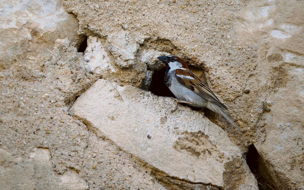 Spatz mit Nestloch