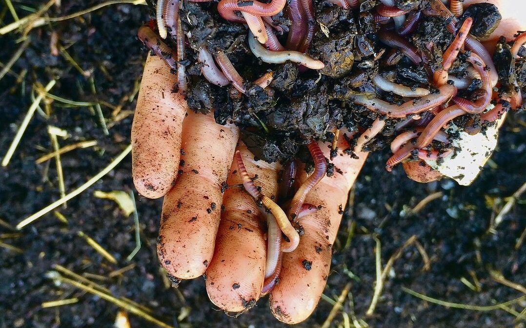 Bioabfall wird durch die Mistwürmer zu einem nährstoffreichen Biodünger recycelt.