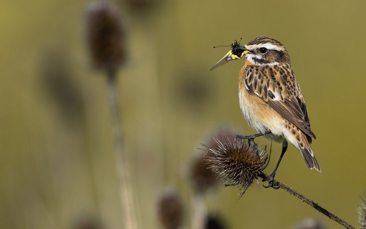 Das Braunkehlchen ist ein Insektenfresser. Weil es im Winter bei uns nicht genug Nahrung findet, zieht es nach Afrika. 