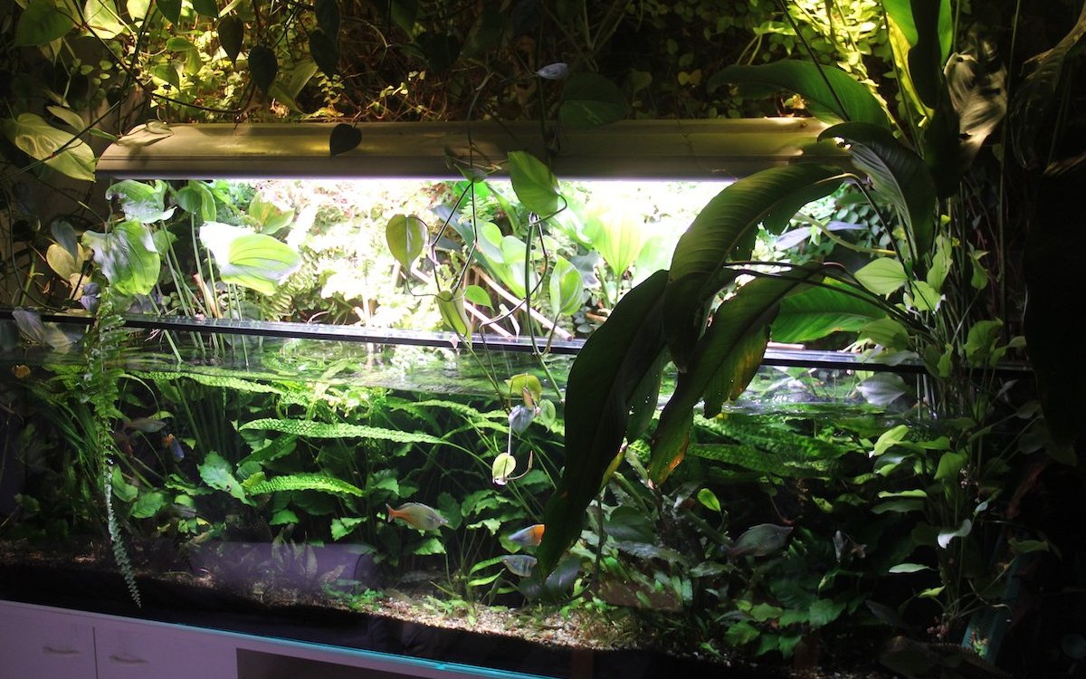 Ist das Aquarium oben offen wachsen viele Pflanzen aus dem Wasser, da es sich meist um Sumpfpflanzen handelt. 