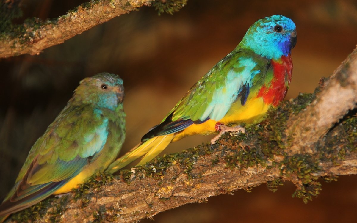 Glanzsittichpaar in einer Zimmervoliere. Rechts das Männchen.