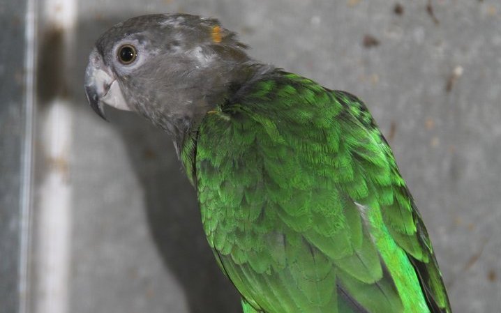 Braunkopfpapageien sind unter Menschenobhut grosse Raritäten. 