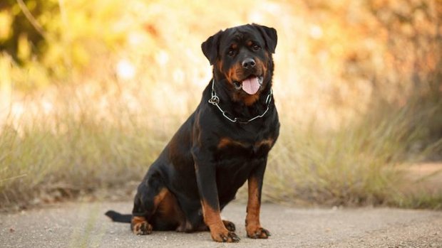 Rottweiler.jpg