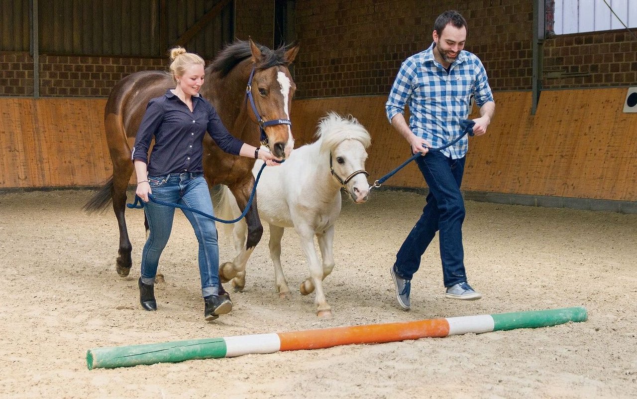 Beim pferdegestützten Coaching wird mit dem Pferd ein Parcours absolviert, den es dann zu analysieren gilt.