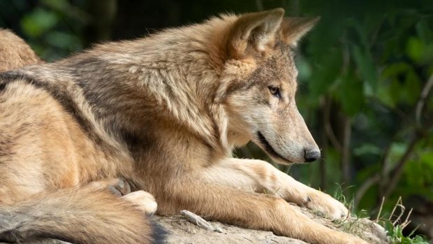 Wolf auf Stein