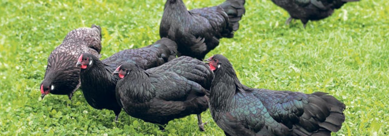 In der saftig grünen Wiese suchen die Hühner nach Fressbarem.