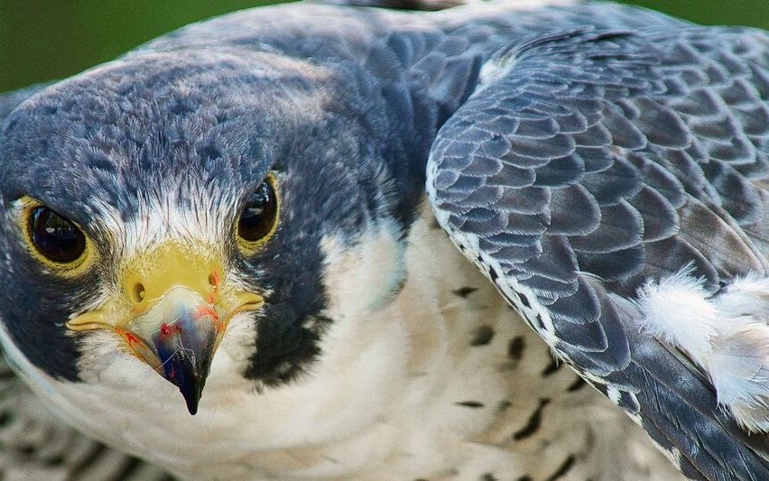 Die Rückkehr zum Falkner wird mit einem Happen Fleisch belohnt.