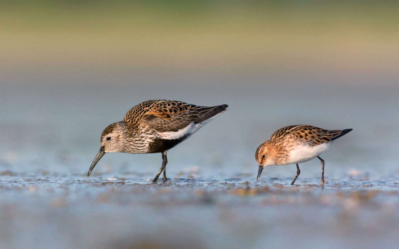 Der Alpenstrandläufer ist der häufigste Vogel im Wattenmeer. 